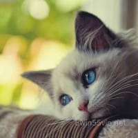 Ảnh đại diện người chơi Liễu Thùy My tại 8win55